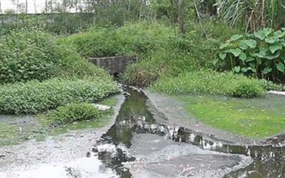 Phạt hàng trăm triệu đồng trang trại lợn gây ô nhiễm
