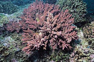 Phát hiện ám tiêu san hô của kỷ Carboniferou sớm ở đảo Cát Bà