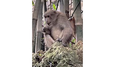 Phát hiện quần thể khỉ vàng tại Hòa Bình