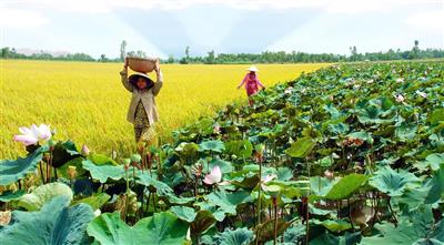 Phê duyệt Quy hoạch tỉnh Đồng Tháp thời kỳ 2021 - 2030, tầm nhìn 2050