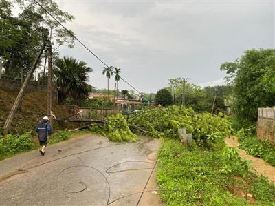 Phú Thọ: Mưa lớn làm 243 nhà bị tốc mái, 1.300 ha lúa ngô bị thiệt hại