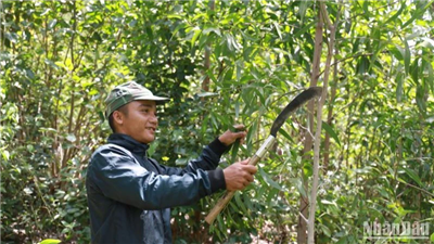 Phú Yên giao đất trồng rừng cho đồng bào dân tộc thiểu số