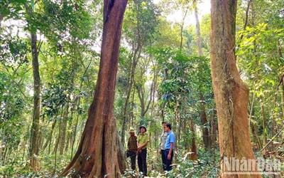 Quảng Bình được nhận 82,4 tỷ đồng từ bán tín chỉ carbon trong năm 2023