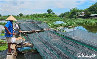 Quảng Nam: Cá nuôi lồng bè chết hàng loạt trên sông Vĩnh Điện