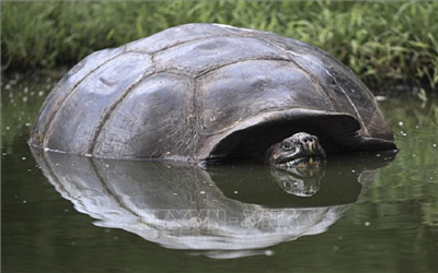 Rác thải đe dọa loài rùa khổng lồ Galapagos