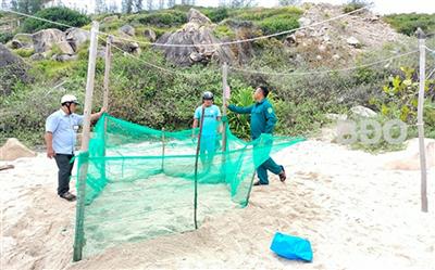 Rùa biển quay lại xã đảo Cù Lao Xanh đẻ trứng sau nhiều năm vắng bóng