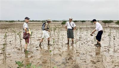 Rừng ngập mặn - 'Lá phổi xanh' và sinh kế bền vững