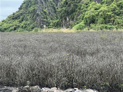 Rừng ngập mặn tuyệt đẹp ở vịnh Hạ Long 'chuyển màu': Cơ quan chức năng vào cuộc