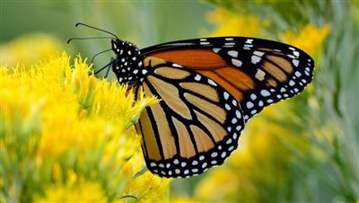 Sách đỏ IUCN bổ sung bướm vua di cư vào danh mục loài nguy cấp