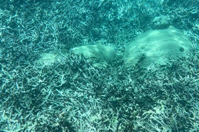 San hô 'chết trắng' ở vịnh Nha Trang rất khó phục hồi