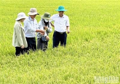 Sóc Trăng: Diện tích lúa bị ảnh hưởng xâm nhập mặn vượt hơn 1.000ha