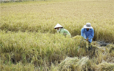 Sóc Trăng giảm khí phát thải nhà kính 170.722 tấn CO2