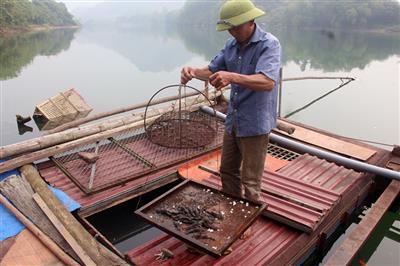 Sớm làm rõ nguyên nhân cá đặc sản nuôi lồng tại Tuyên Quang chết hàng loạt