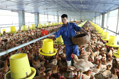 Sớm tháo gỡ bất cập của ngành chăn nuôi