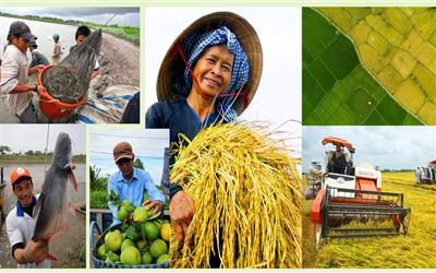 Tái thiết mô hình Trung tâm liên kết sản xuất, chế biến và tiêu thụ: Cơ hội vàng cho nông nghiệp vùng lũ