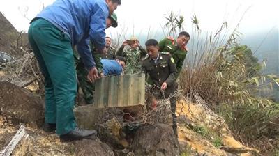Thả hai cá thể khỉ mặt đỏ về tự nhiên