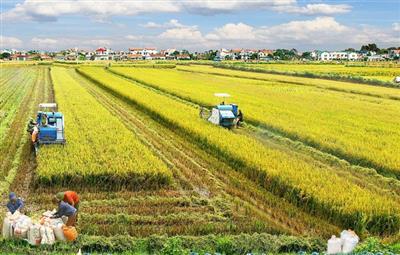 Thái Bình hướng tới trở thành trung tâm sản xuất nông nghiệp hàng đầu Vùng đồng bằng sông Hồng