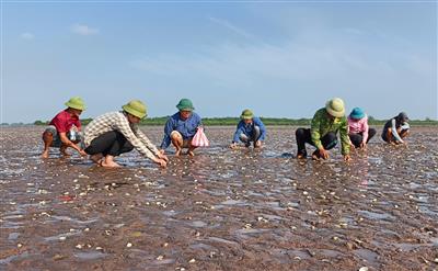 Thái Bình: Khẩn trương xác định nguyên nhân khiến ngao nuôi chết hàng loạt