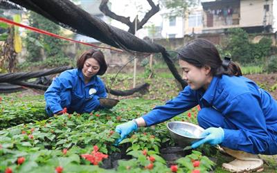 Thầm lặng giữ "mảng xanh" cho Thủ đô