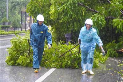 Thanh Hóa: Bão số 5 “quật đổ” nhiều cây xanh