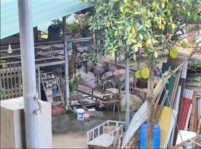 Thanh tra trại nuôi nhốt trâu gây ô nhiễm môi trường giữa trung tâm thị xã
