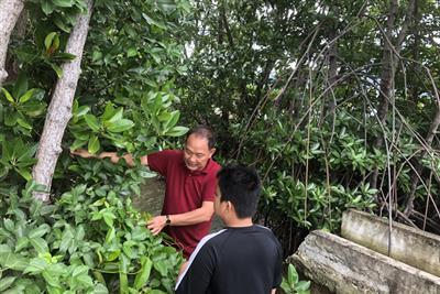 Thêm xanh những cánh rừng ngập mặn