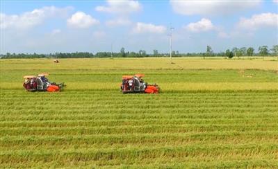 Thí điểm thủ tục chuyển mục đích sử dụng đất trồng lúa quy mô dưới 500 ha tại Khánh Hòa