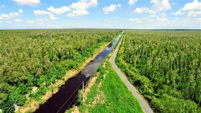 Thị trường carbon - Chìa khóa thực hiện mục tiêu NET ZERO