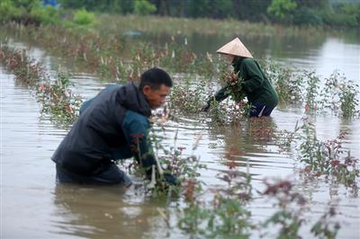 Thời tiết ngày 1/6: Nhiều nơi trên cả nước có mưa rào và dông vào chiều tối