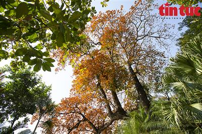 Thời tiết ngày 20/2: Bắc Bộ ngày nắng, Nam Bộ có mưa vào chiều tối