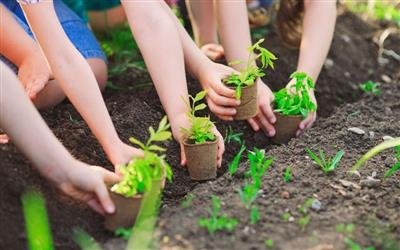 Thủ tướng chỉ thị tổ chức Tết trồng cây, tăng cường công tác quản lý, bảo vệ, phát triển rừng