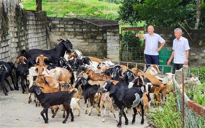 Thừa Thiên - Huế: Nâng cao năng lực quản lý, xử lý môi trường trong chăn nuôi