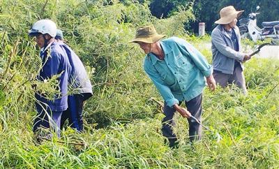 Thừa Thiên - Huế: Nói “không” với bao bì bảo vệ thực vật trên đồng