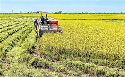 Thực trạng và biến động đất trồng lúa giai đoạn 2015-2020 và định hướng sử dụng đất trồng lúa đến năm 2030 tỉnh Thái Bình
