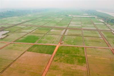 Tích tụ, tập trung đất đai cho phát triển nông nghiệp