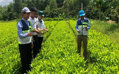 Tiềm năng kinh doanh tín chỉ carbon rừng - Bài 1: Tiềm năng lớn chưa được khai thác