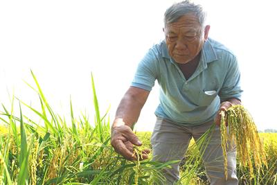Tiềm năng, triển vọng từ thị trường carbon