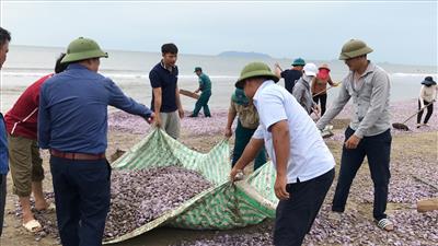 Tiến hành thu dọn hàng triệu vỏ ngao chết trôi vào bờ biển Thanh Hóa