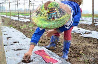 Tỉnh đầu tiên có đề án chống rác thải nhựa trong nông nghiệp