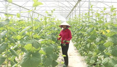 Tình hình thu hút FDI vào ngành Nông nghiệp công nghệ cao của Việt Nam: Thực trạng và giải pháp