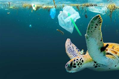 Trách nhiệm bảo vệ đại dương