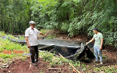 Trang trại heo gây ô nhiễm môi trường