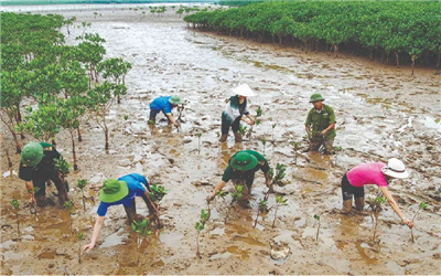 Trồng mới 20.000 ha rừng vùng ven biển giai đoạn 2021-2030