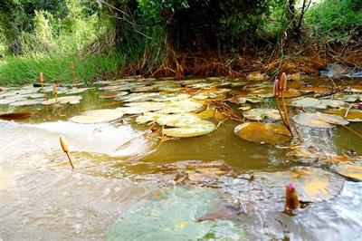 Trồng rừng bảo tồn đa dạng sinh học, giảm tác động của biến đổi khí hậu