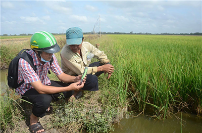 Từ ngày 21-30/4, xâm nhập mặn ở đồng bằng sông Cửu Long tiếp tục ở mức cao