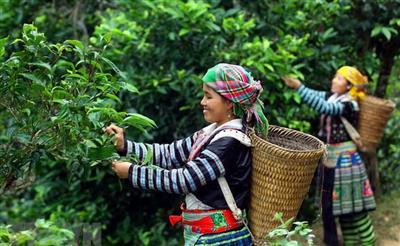 Xây dựng "Câu chuyện” OCOP, giúp thương hiệu sản phẩm vươn tầm quốc tế