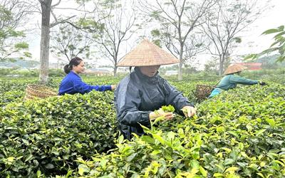 Vai trò của Hội Nông dân trong công tác bảo vệ môi trường