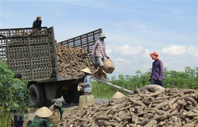 Vì sao 42 doanh nghiệp ngành Sắn kêu cứu