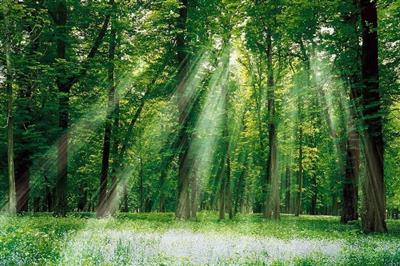 Việt Nam có thể thu 5.000 tỷ mỗi năm nhờ bán tín chỉ carbon từ rừng