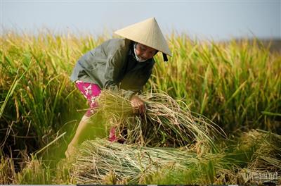 Với 1ha lúa giảm phát thải, nông dân Đắk Lắk thu thêm được 1,5 triệu đồng